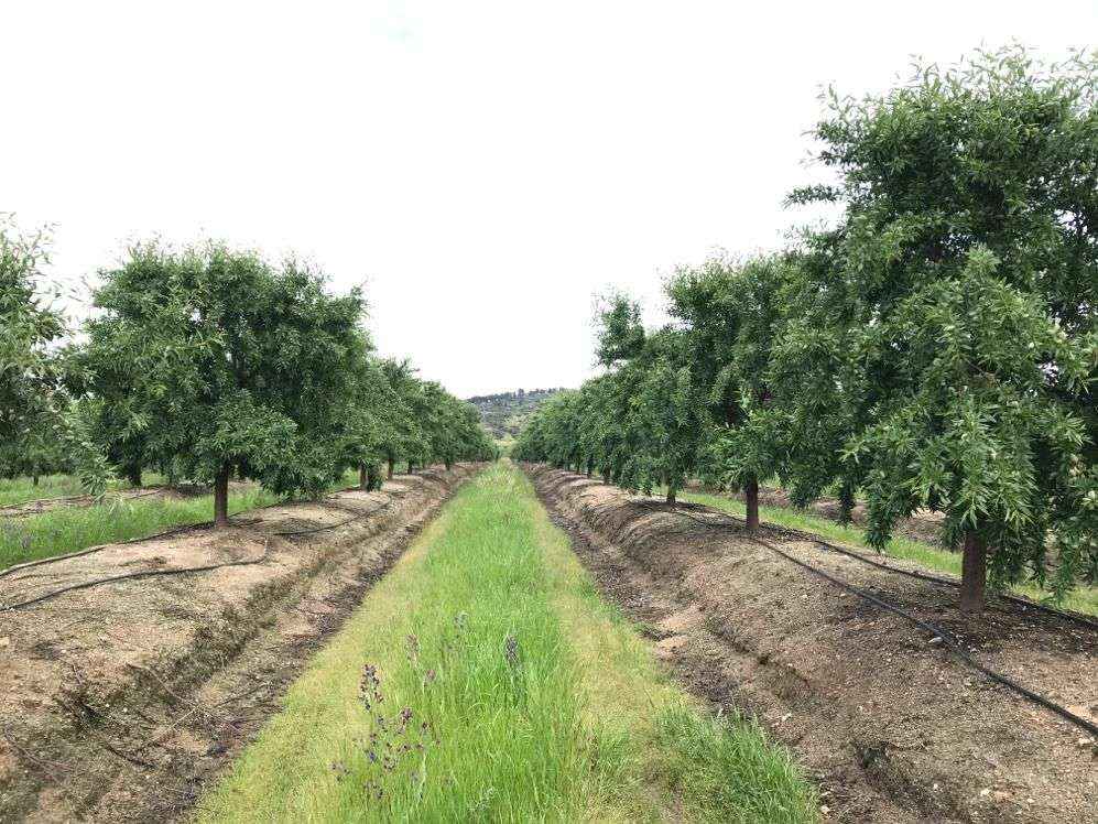 Almendras Km 0 para los productos de Delaviuda Confectionery Group