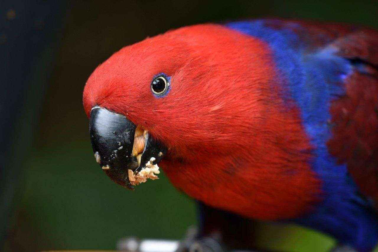 La empresa de alimentación de animales Versele-Laga y Loro Parque cumplen 18 años de colaboración