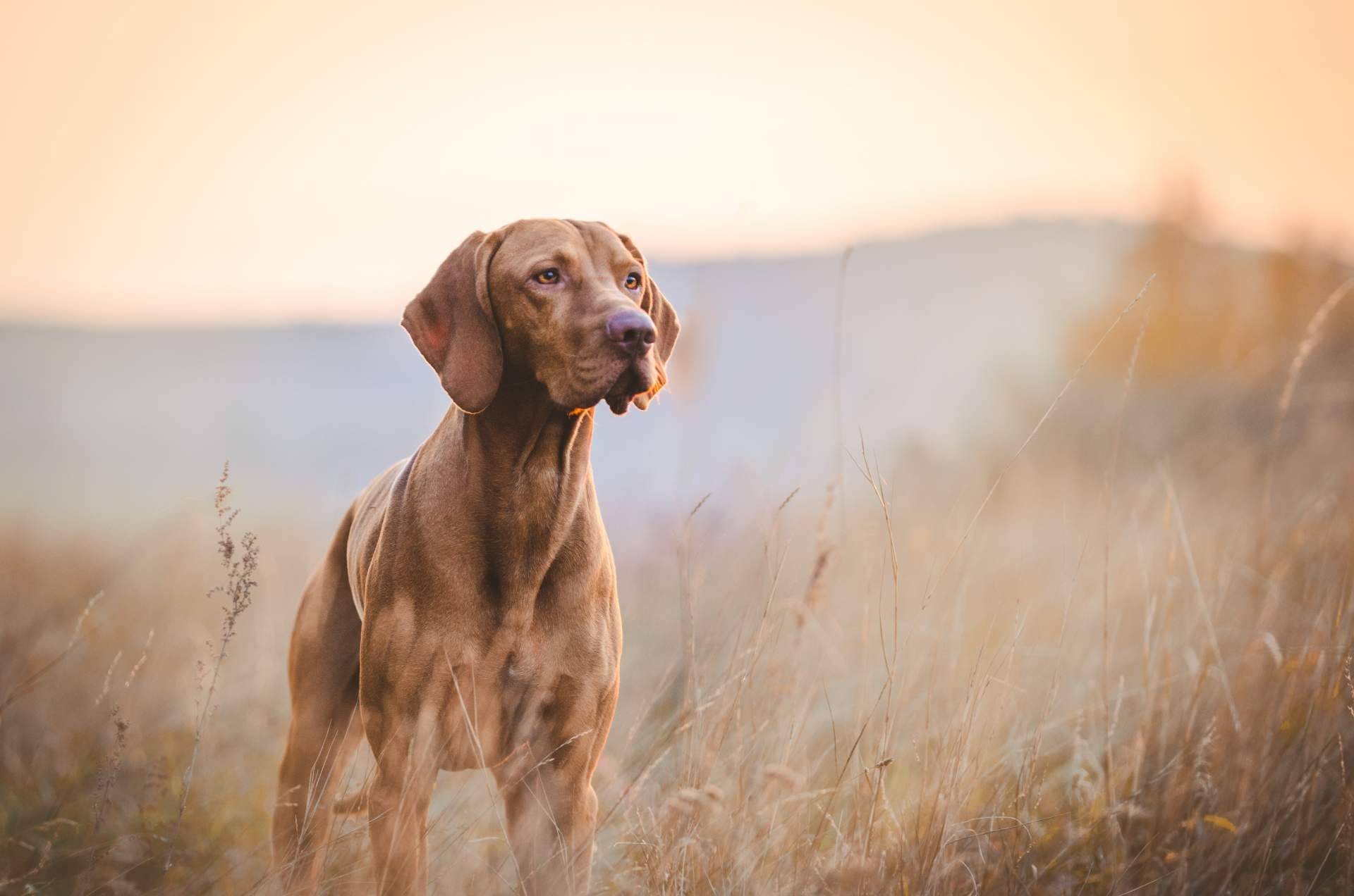 ¿Qué ofrecen los cursos certificados gratuitos de nutrición, psicología y adiestramiento caninos de Wolves Legacy?