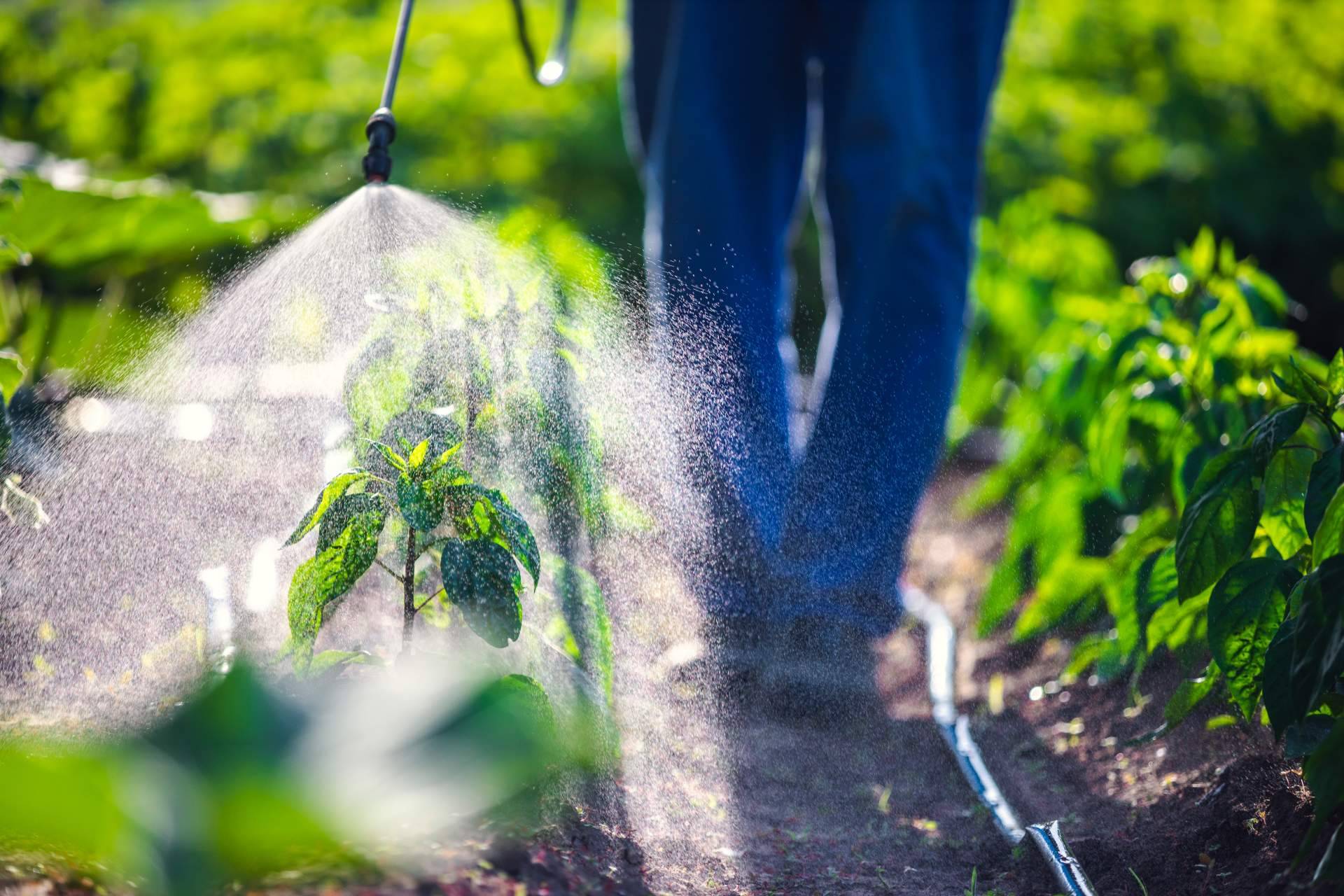 SAECO, suministros ecológicos y asesoramiento agrícola para potenciar y cuidar los cultivos