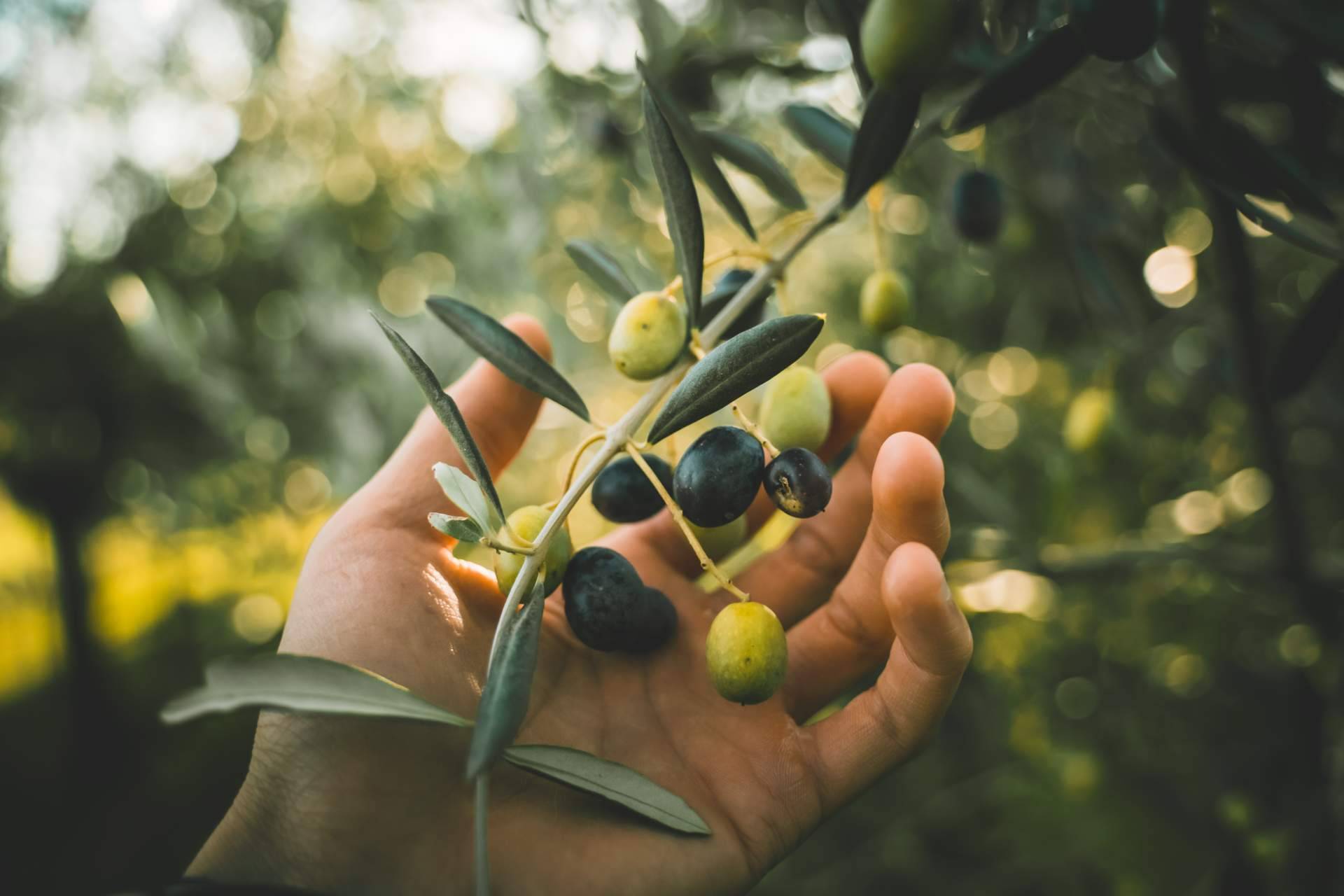 El proyecto para apadrinar un olivo centenario de El Aceite de la Vida
