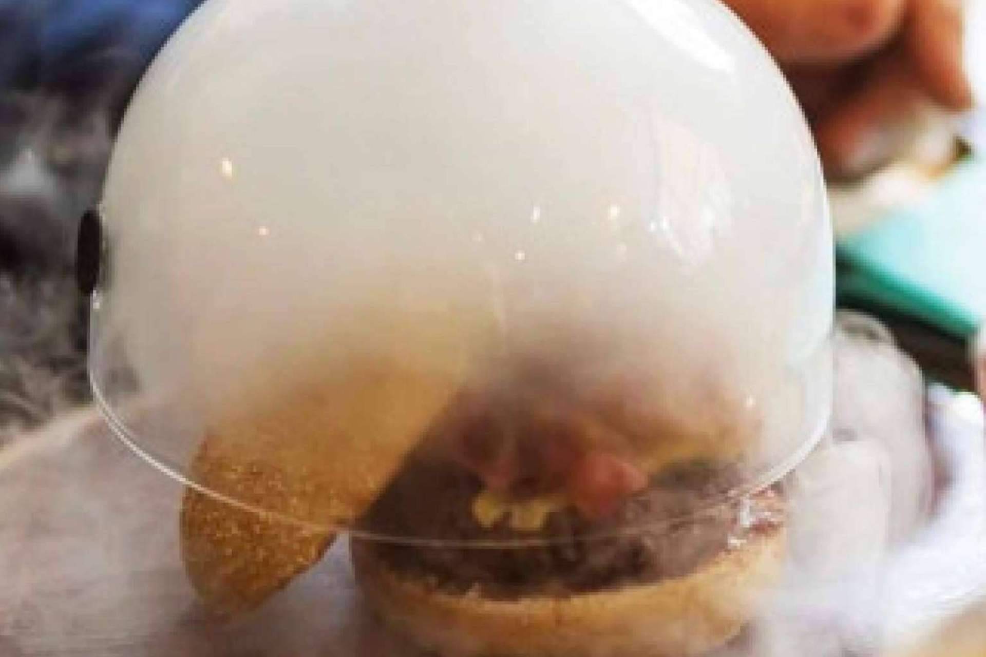 Probar las hamburguesas de primera calidad que ofrece Bowie's Meal House
