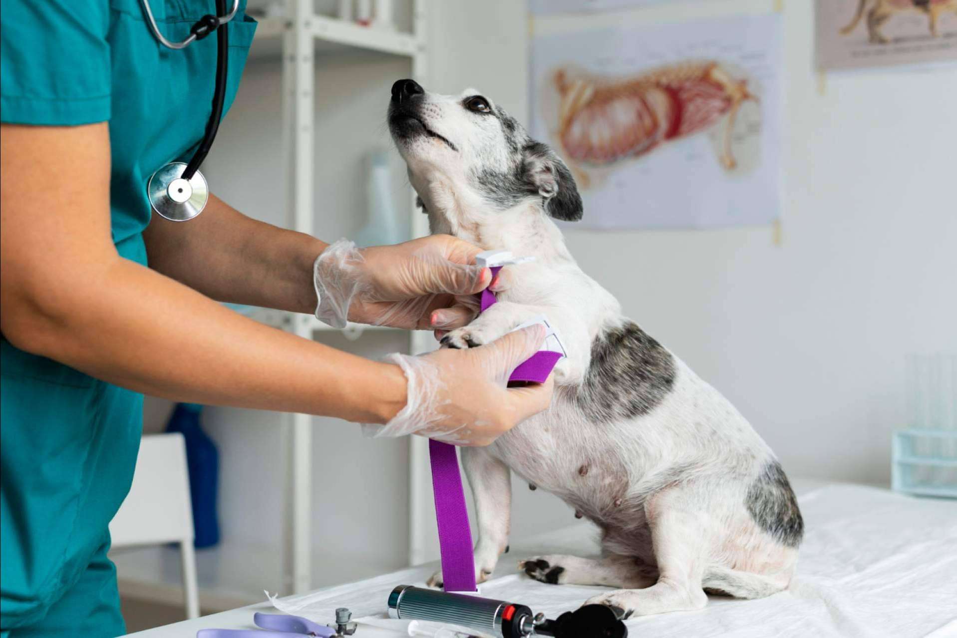 La clínica veterinaria de confianza en Granada, Clínica Veterinaria Olivares