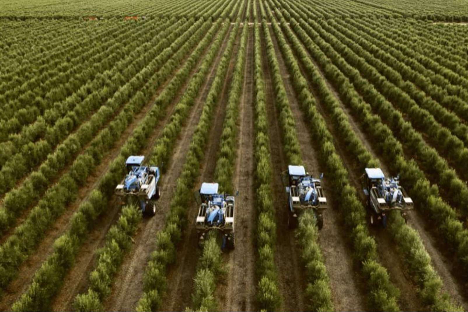 La excelencia en la venta de olivos. Comex Bodión, el socio para un olivar próspero