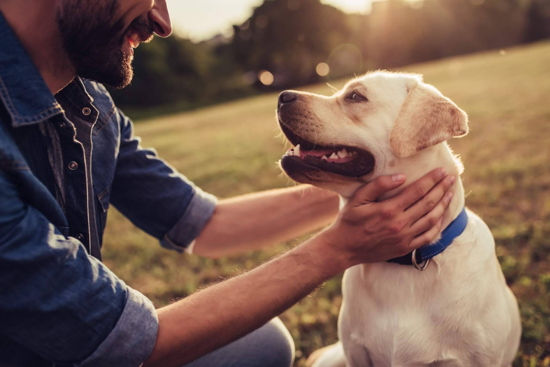 Comida húmeda para perros, disponible en Era Pet Food