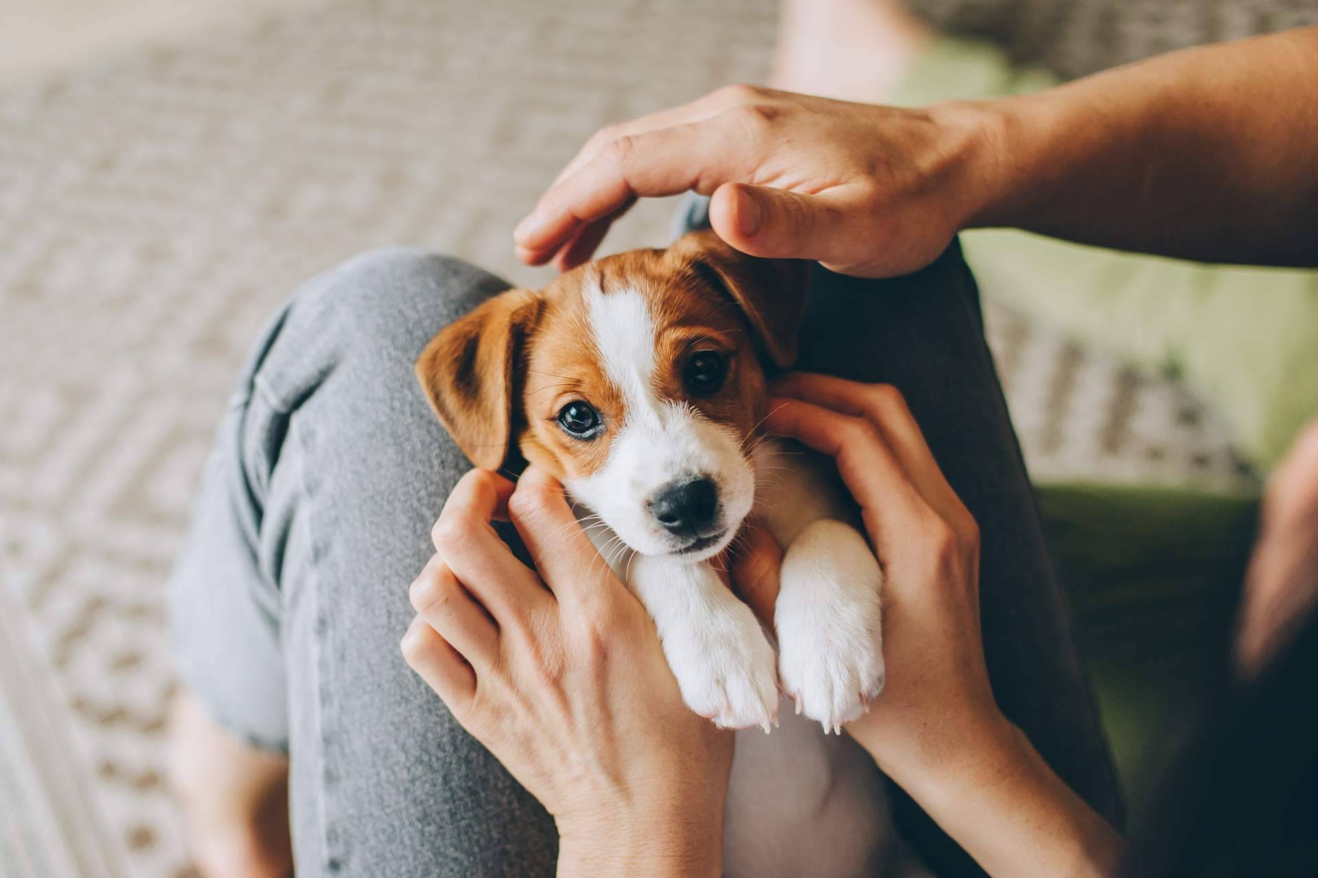 Variedad de comida para perros con Era Pet Food para una dieta sana y equilibrada