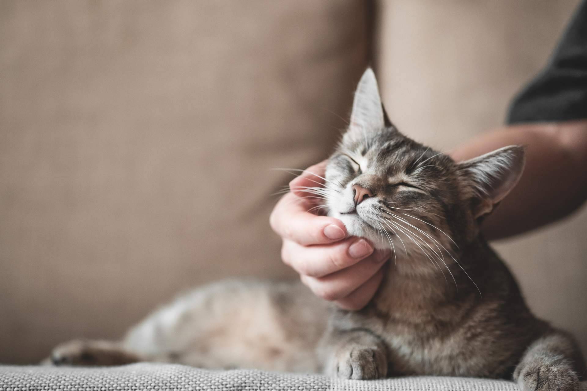 Cuáles son las recomendaciones y consejos de comida gatos con Era Pet food