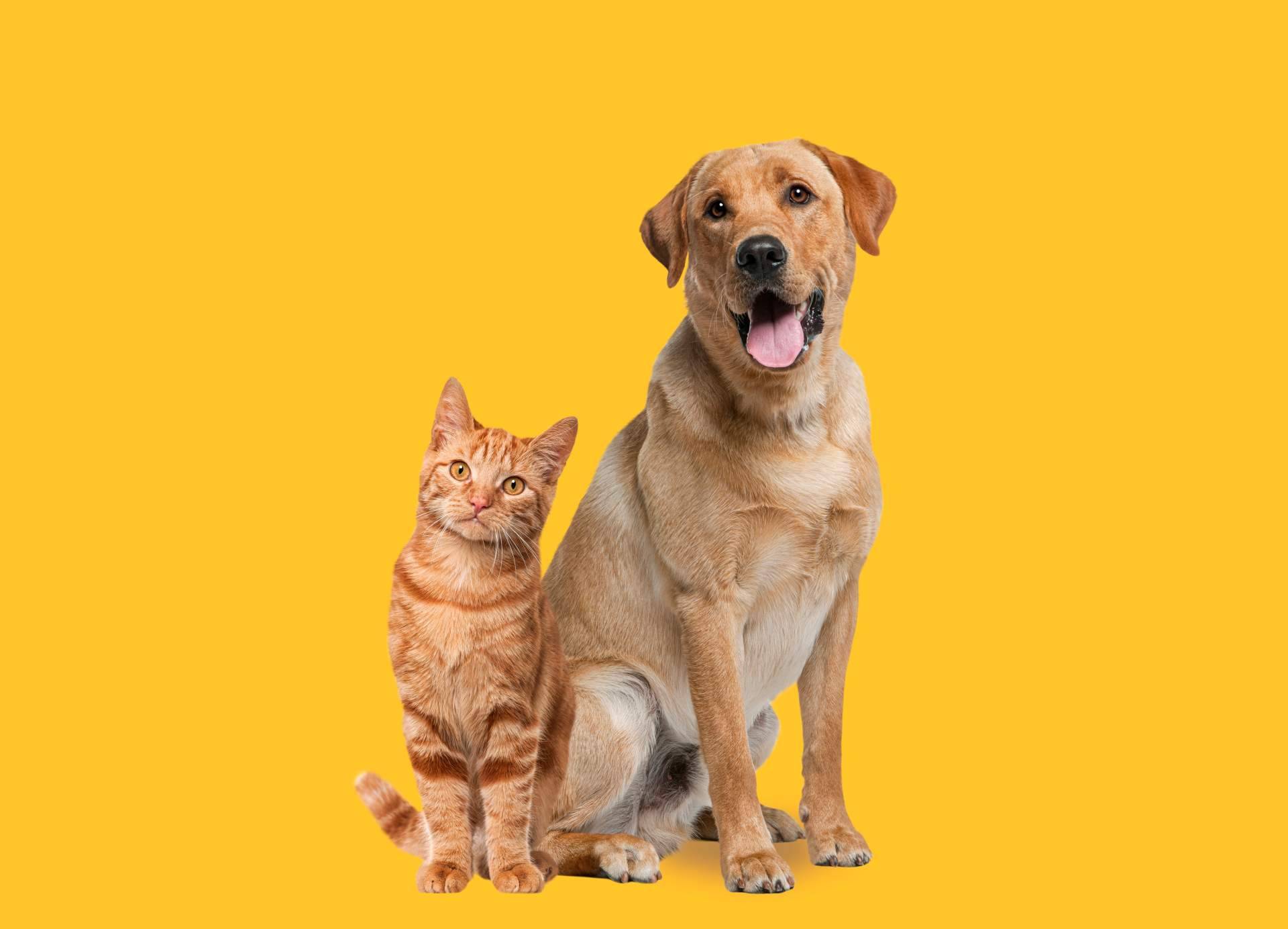 Entrevista a la app para adopción de perros y gatos Amazdog
