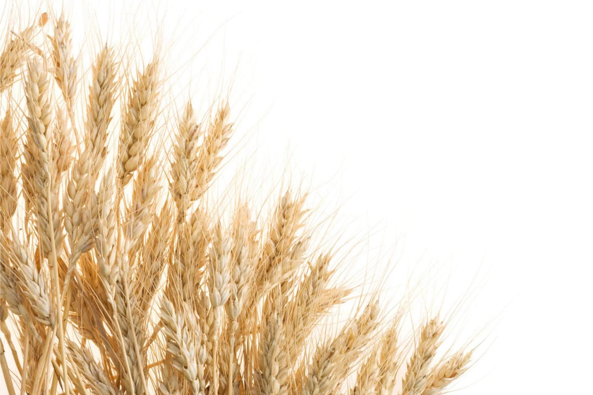 FITstore dispone de harina de avena de sabores
