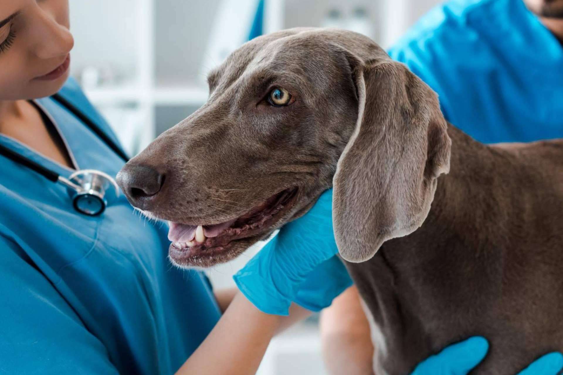 Beneficios de la formación online en el ámbito de auxiliar técnico veterinario