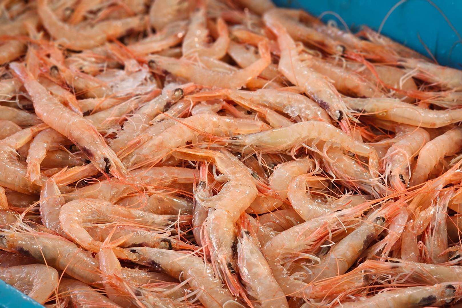 Comprar marisco para Navidad, con Lonja de Ayamonte