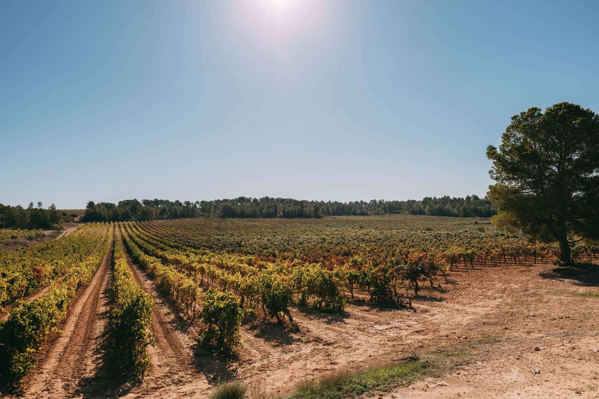 Bodegas Vegalfaro da una personalidad única a sus vinos con el cultivo ecológico