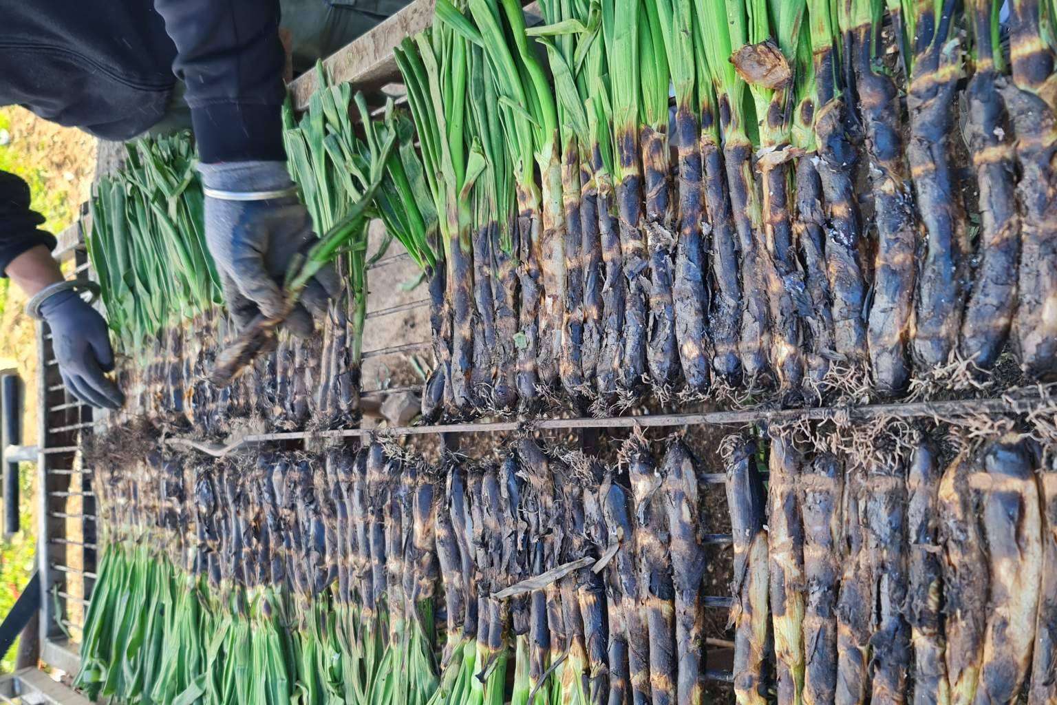 Calçots de cosecha propia en Cal Delaida
