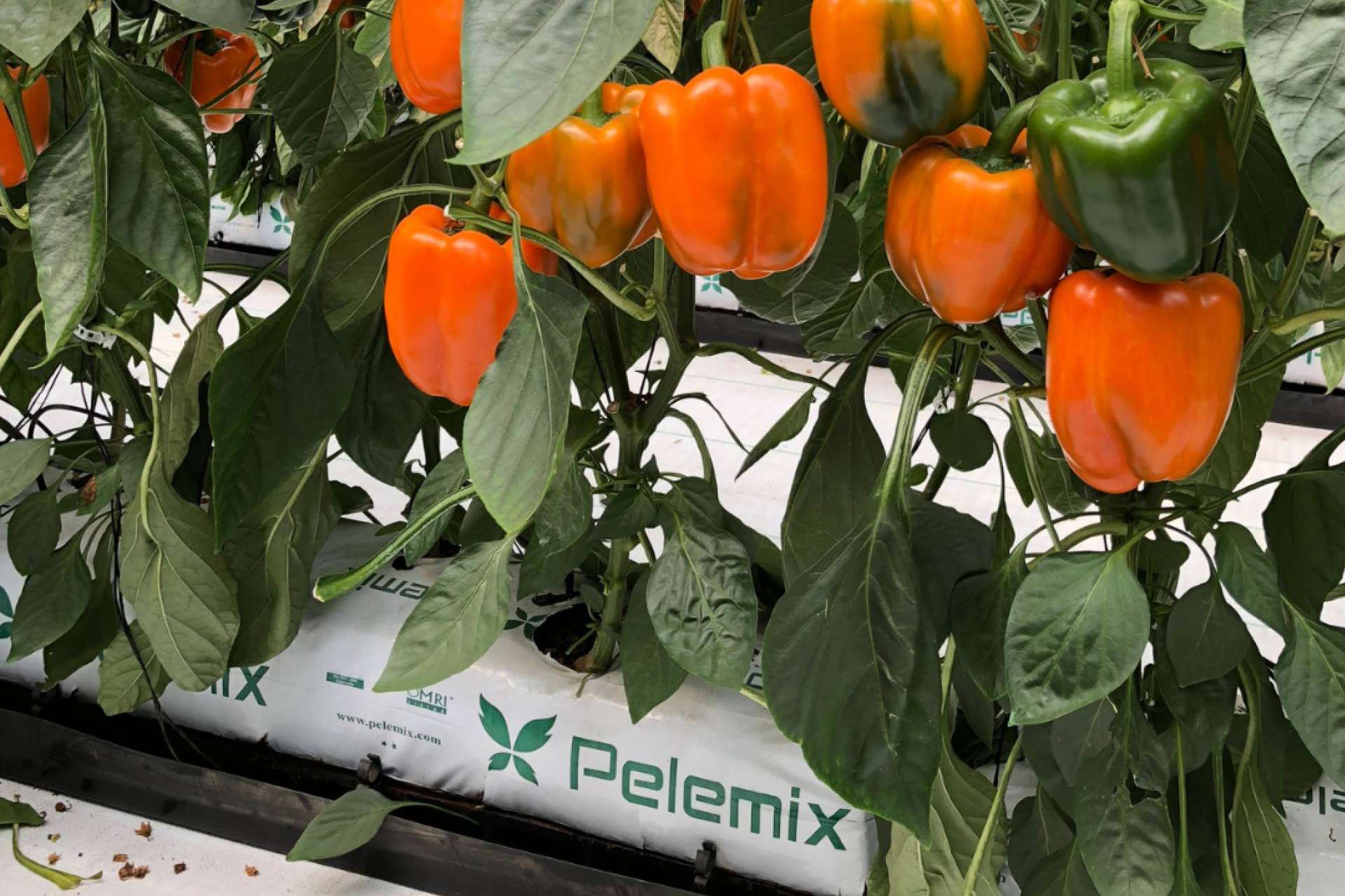 Pelemix ofrece consejos esenciales para el cultivo de hortalizas con bolsas de cultivo