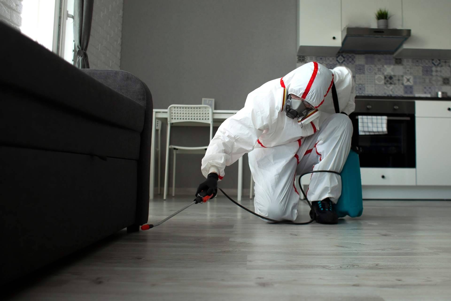 El gran aumento de las plagas de insectos y roedores en la Comunidad de Madrid en 2023