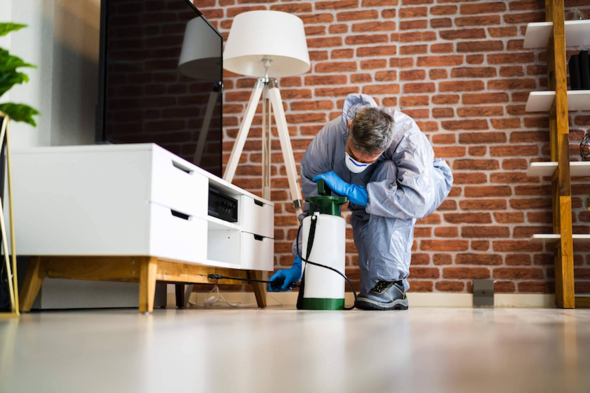 Quipons cuenta con expertos en desinfección y control de plagas en madera