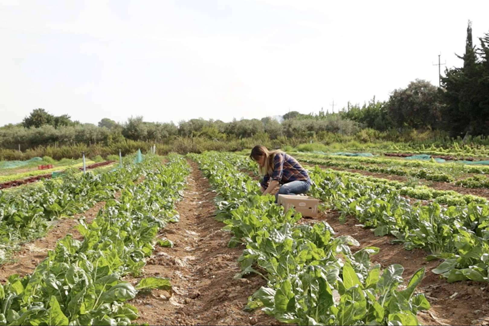 Comprar verduras online en cualquier momento y desde cualquier lugar con Disfruta y Verdura