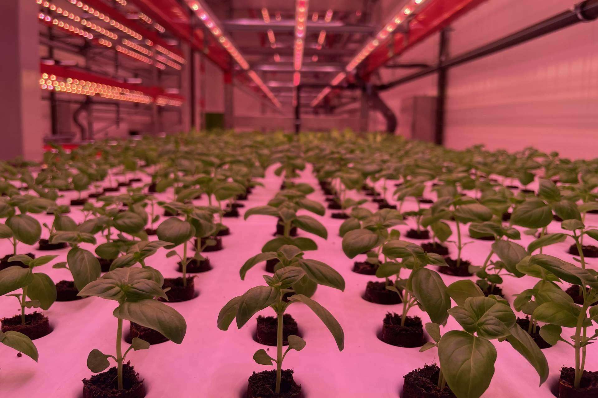 Néboda Farms adopta la unidad de captura directa de aire de Skytree para una producción de dióxido de carbono más sostenible