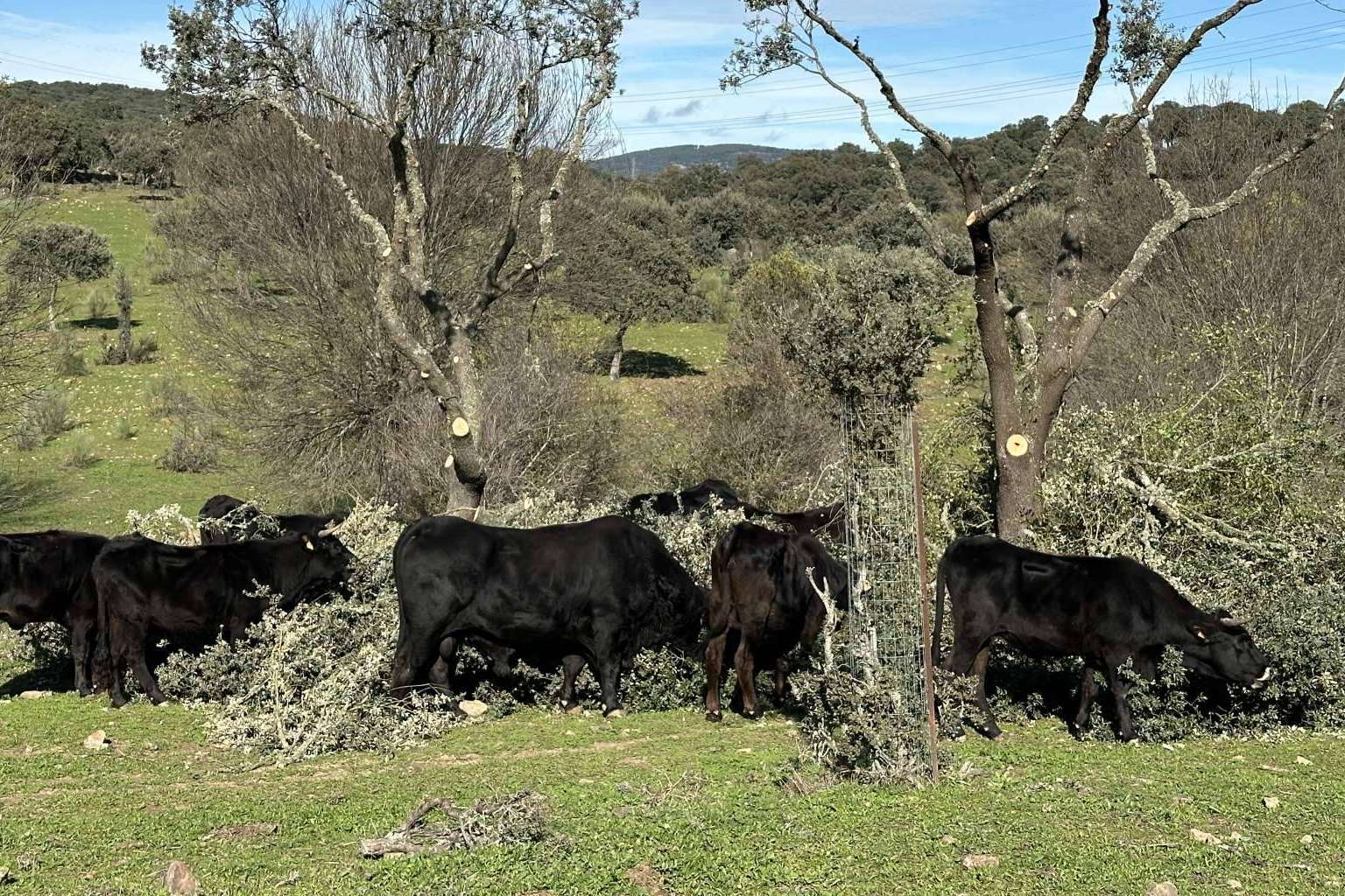 Descubriendo Razas Nostras