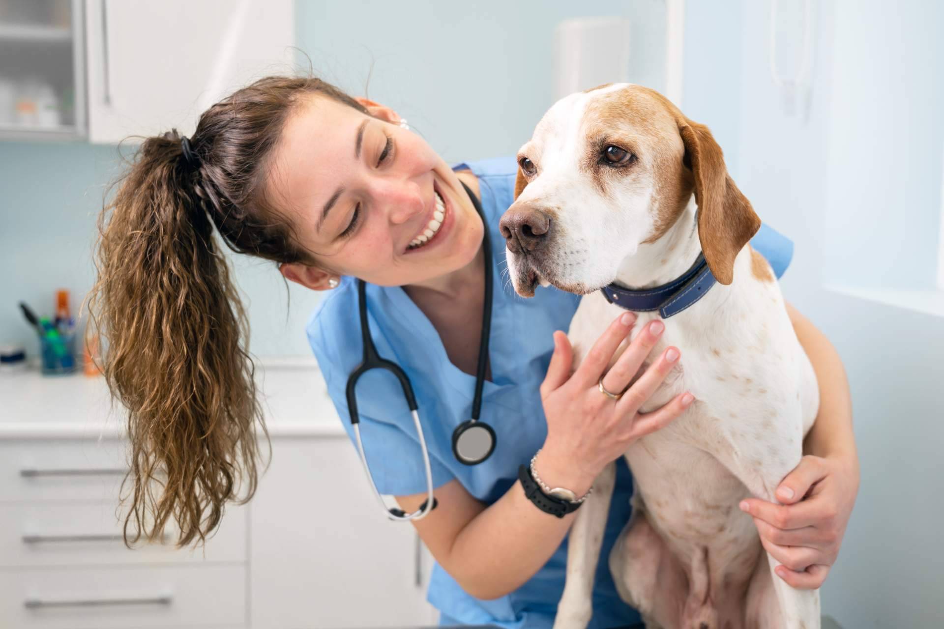 Vetformación pone a disposición formaciones profesionales de auxiliar técnico veterinaria