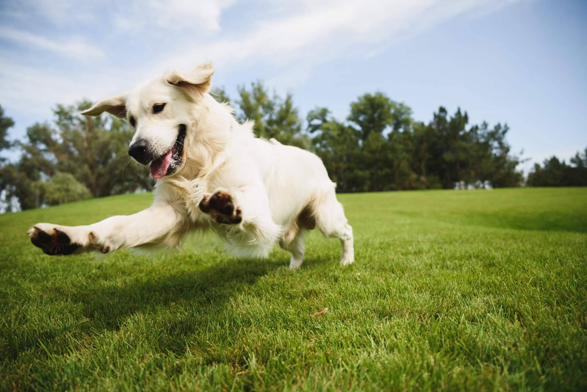 Por 4º año consecutivo, Amazdog ha sido elegida como la mejor app de adopciones de España