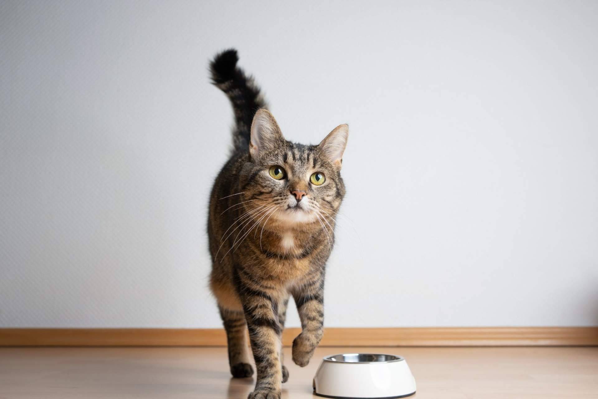Conocer los beneficios de la receta hipoalergénica de NaturWild Stream Recipe para gatos, formulada para carnívoros estrictos