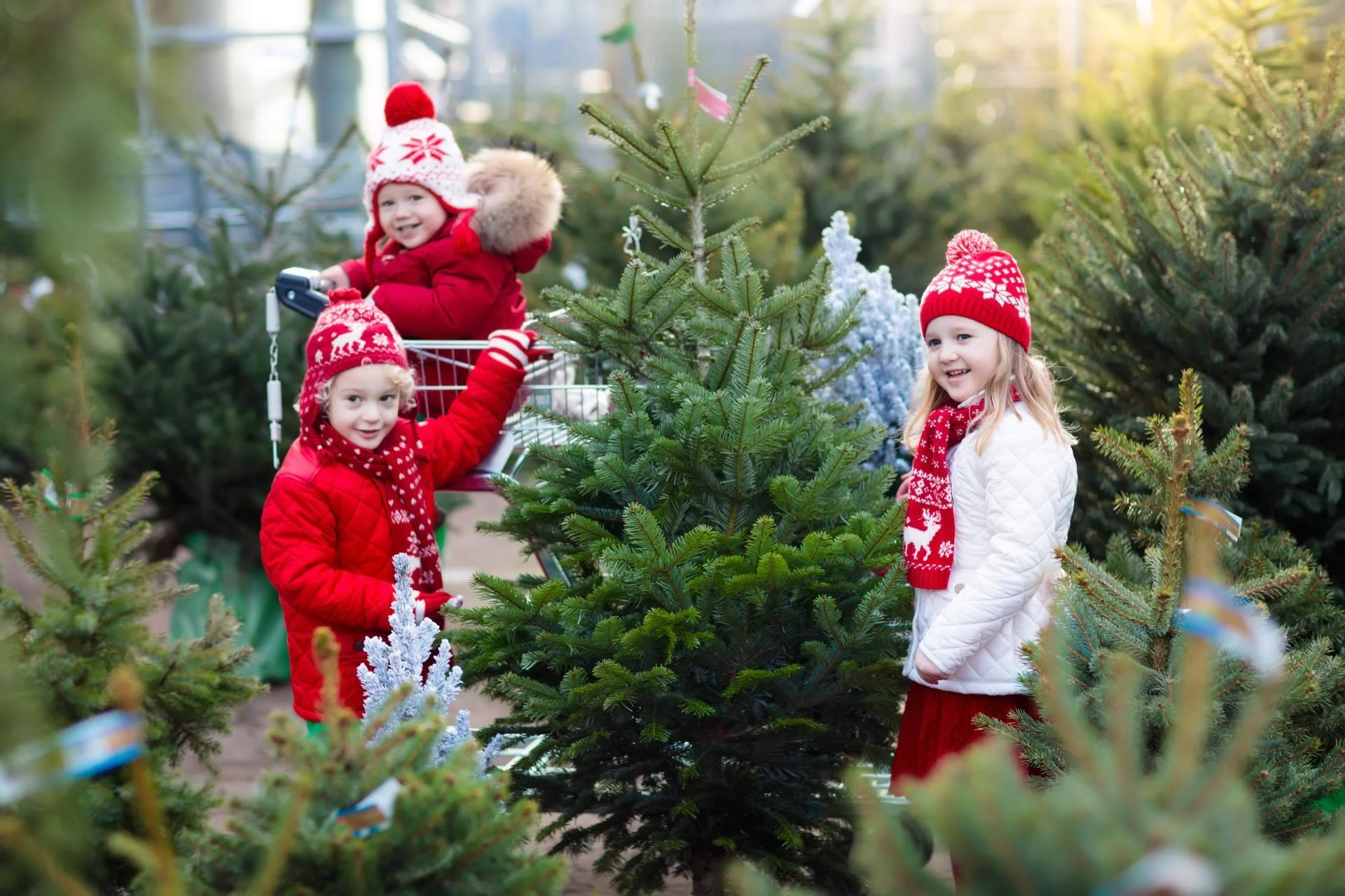 Una experiencia única con la compra de un verdadero árbol de Navidad de la mano de Navet