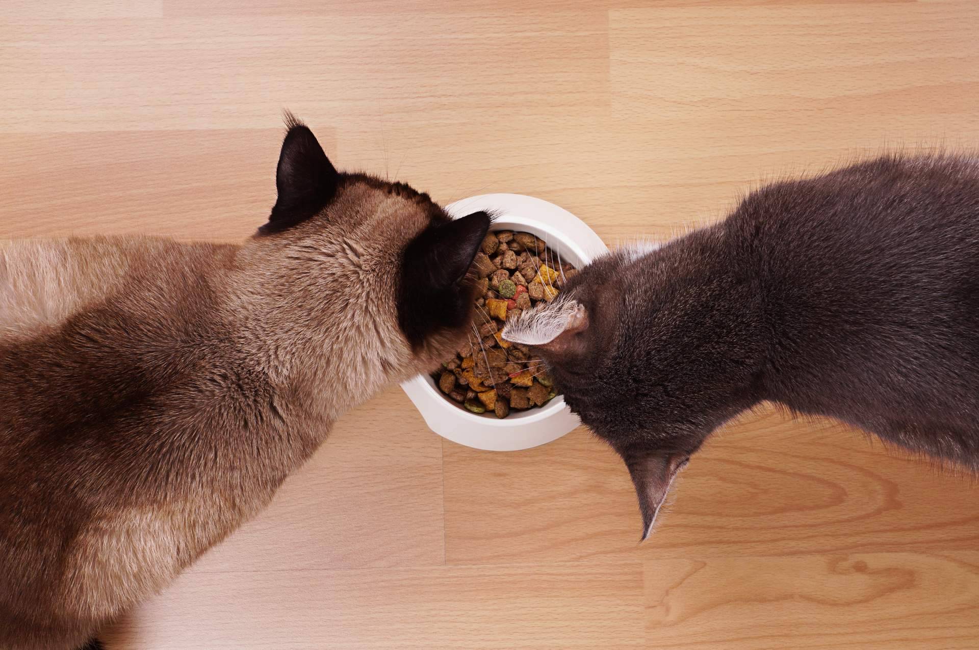 ¿Dónde encontrar pienso para gatos adultos de alta calidad? Era Pet Food