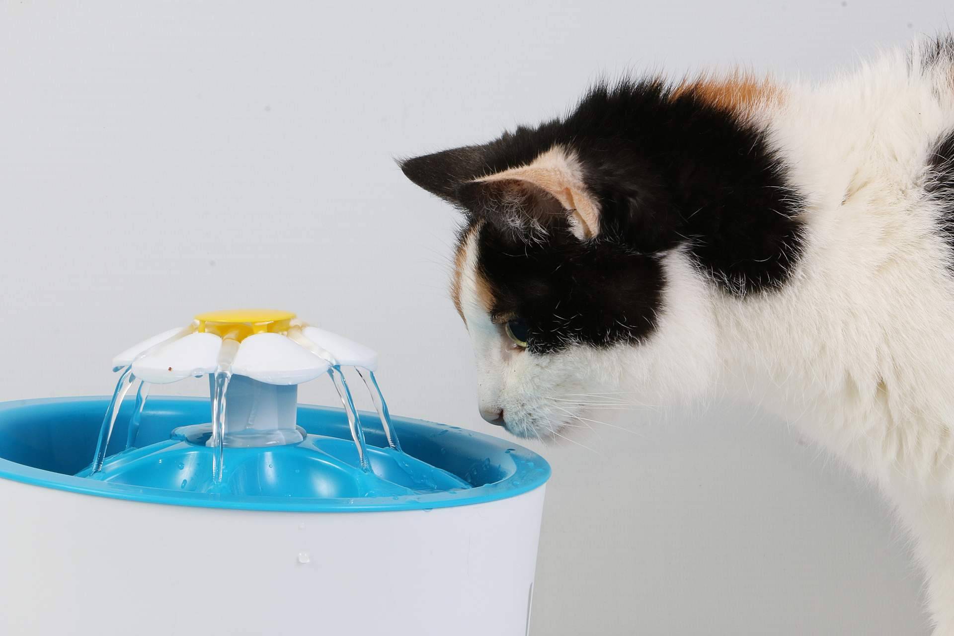 Todo tipo de alimentación para gatos en Can Xana