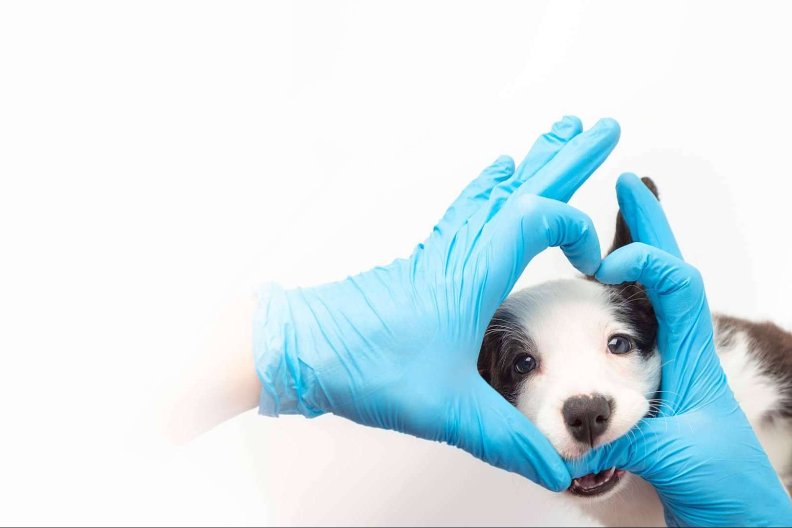 Clínica Veterinaria Leganés Norte garantiza salud y bienestar animal