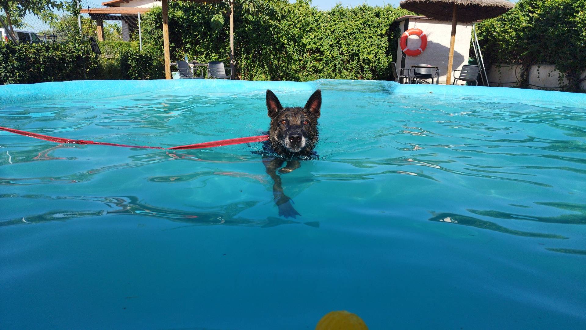 Monte Ida, una residencia con zonas de esparcimiento para perros en Madrid