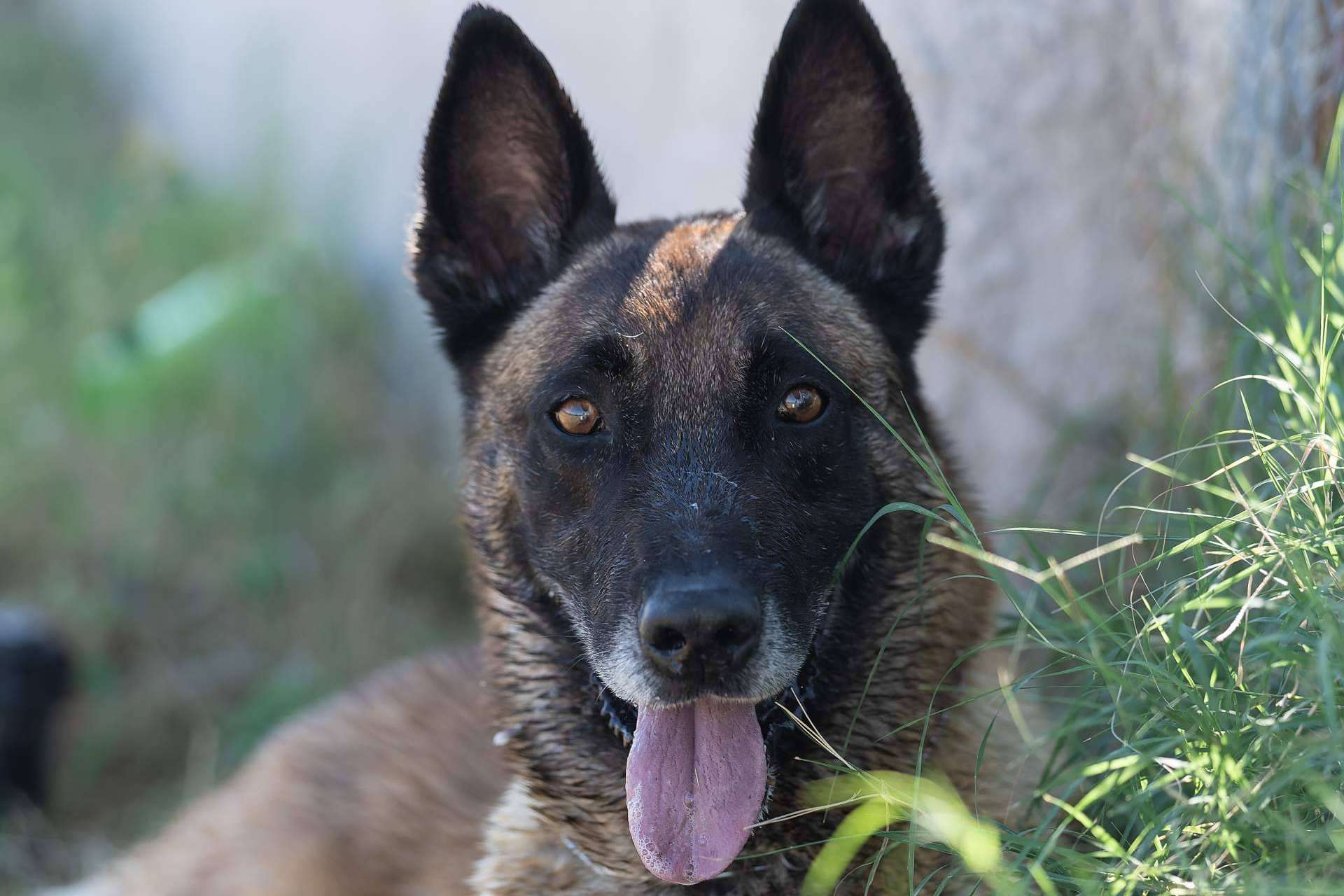 Monte Ida, residencia e instrucción canina en instalaciones exclusivas en Madrid