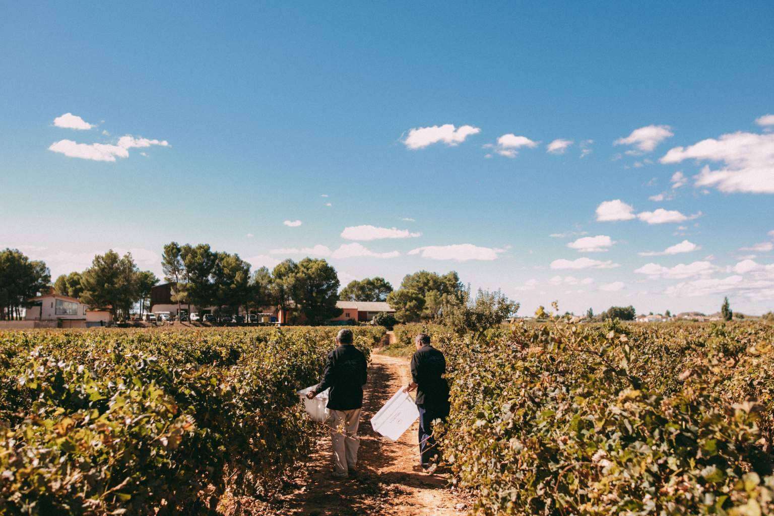 Bodegas Vegalfaro, una de las bodegas de vino de España de producción ecológica, presenta el vino como forma de vida