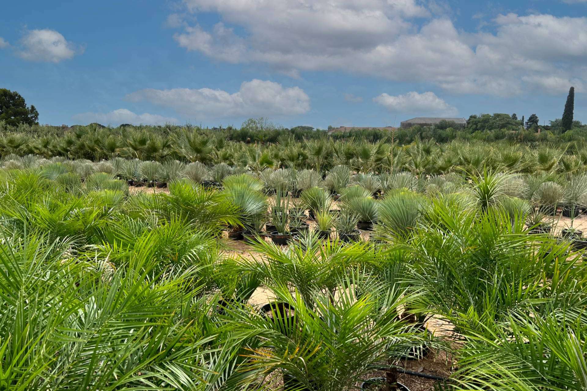 Consejos para seleccionar palmeras para jardín, por Tropicalia Garden
