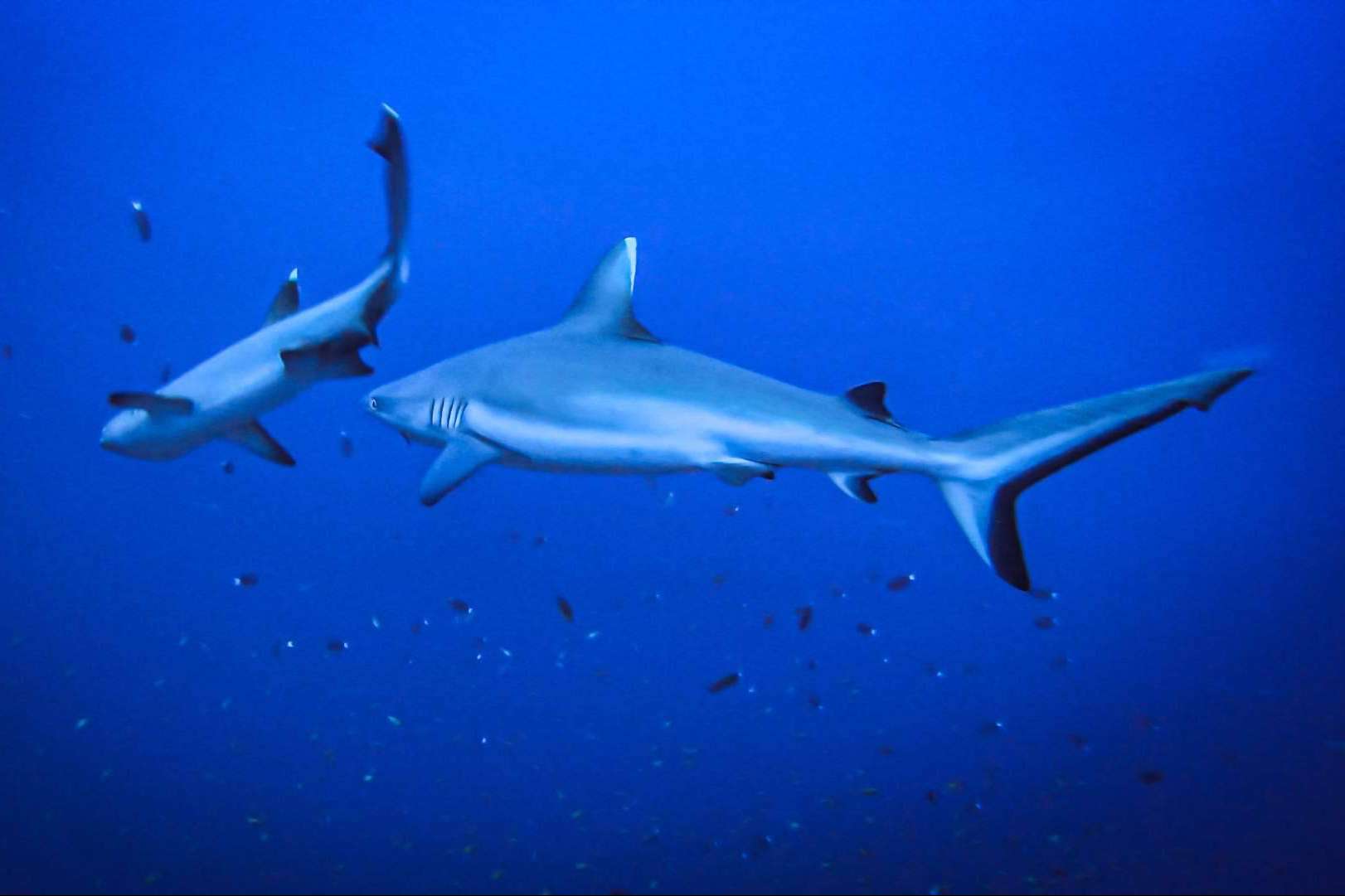 Cursos de buceo en Maldivas y la posibilidad de observar tiburones, de la mano de Drop Dive Maldives