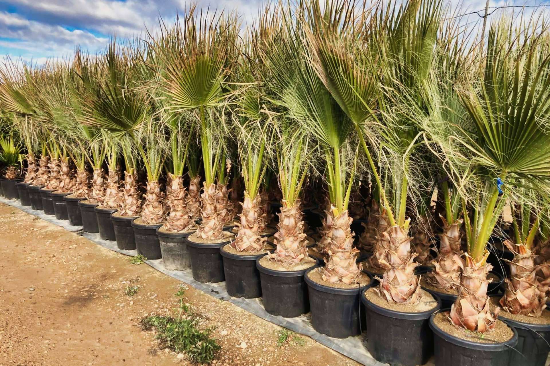 Tropicalia Garden, el vivero especializado en la venta y en el cultivo de palmeras
