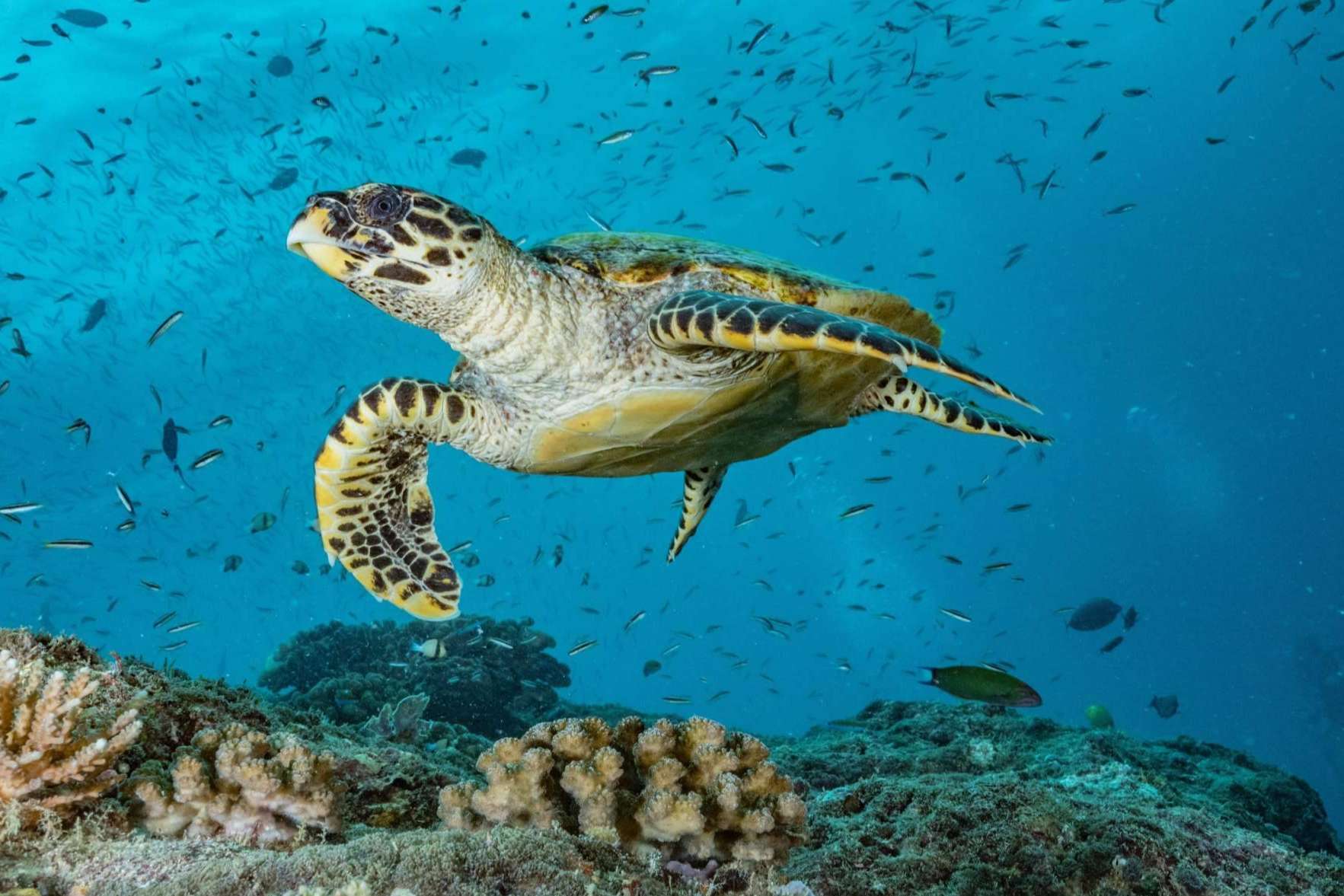 Scuba Finders, la innovadora startup que está revolucionando la forma de reservar experiencias de buceo