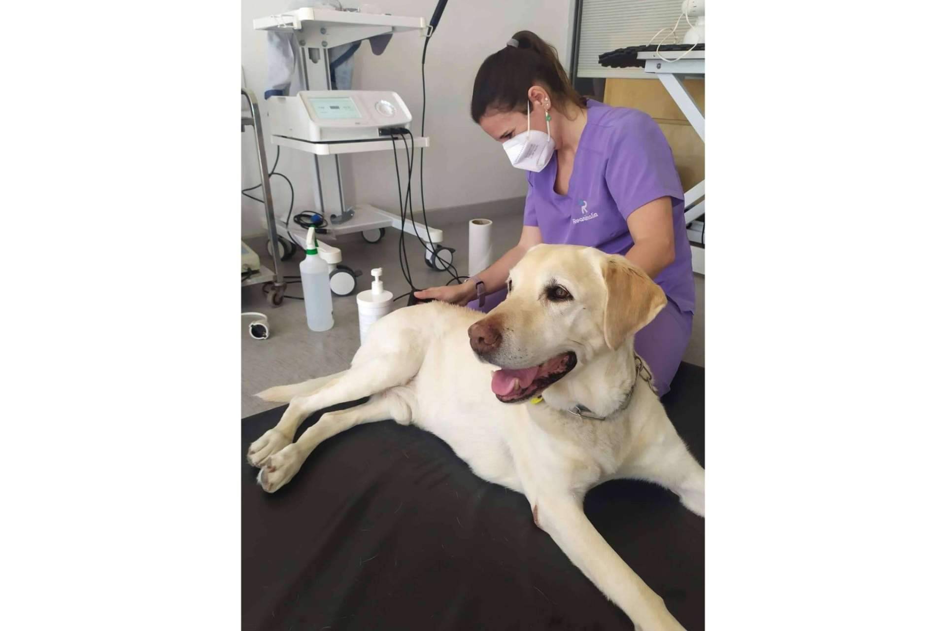 Los beneficios de la radiofrecuencia INDIBA en el mundo veterinario, de la mano de Reanimalia