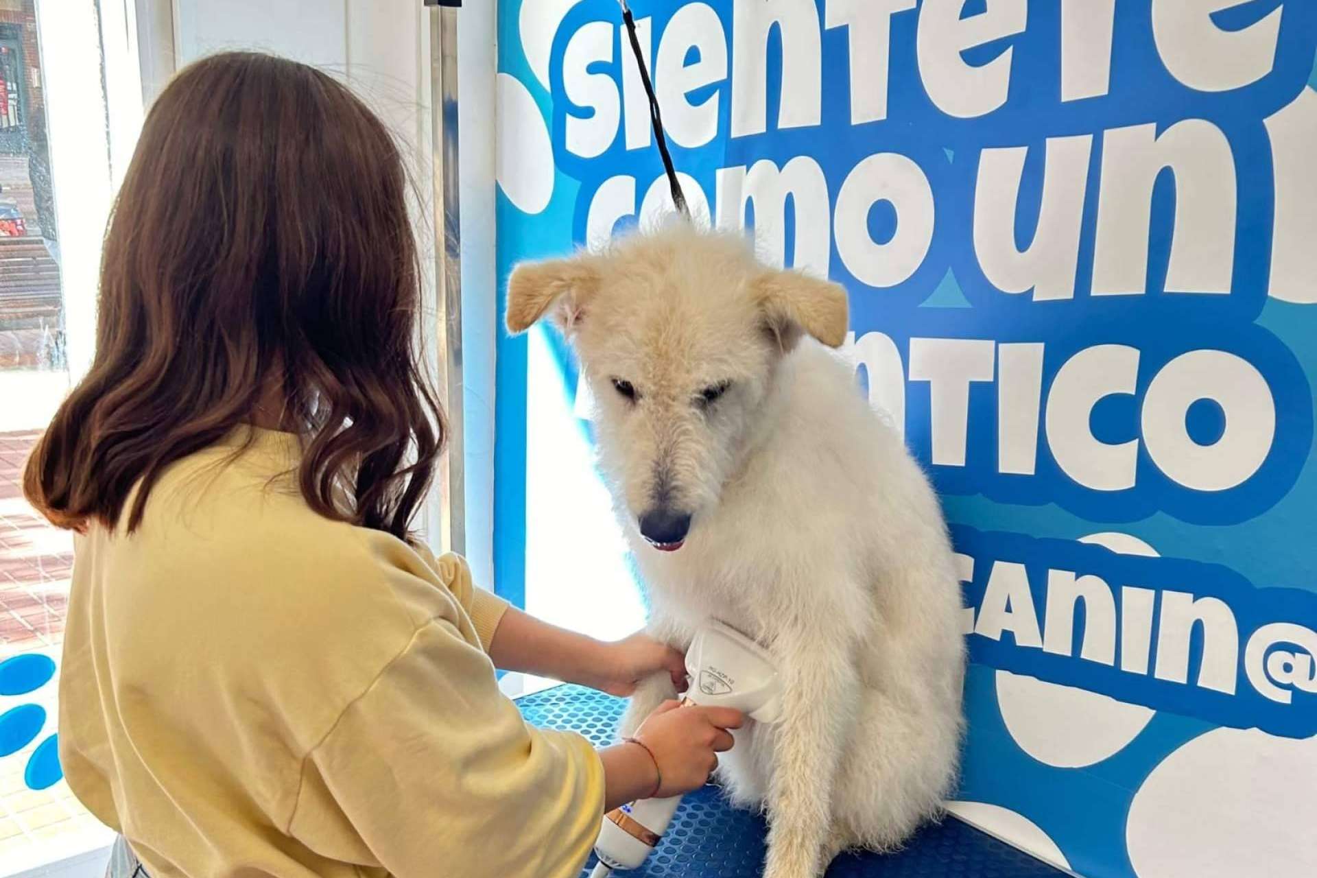 Alentar el bienestar y cuidado mascotas en España, el objetivo de los servicios de Chapoteando