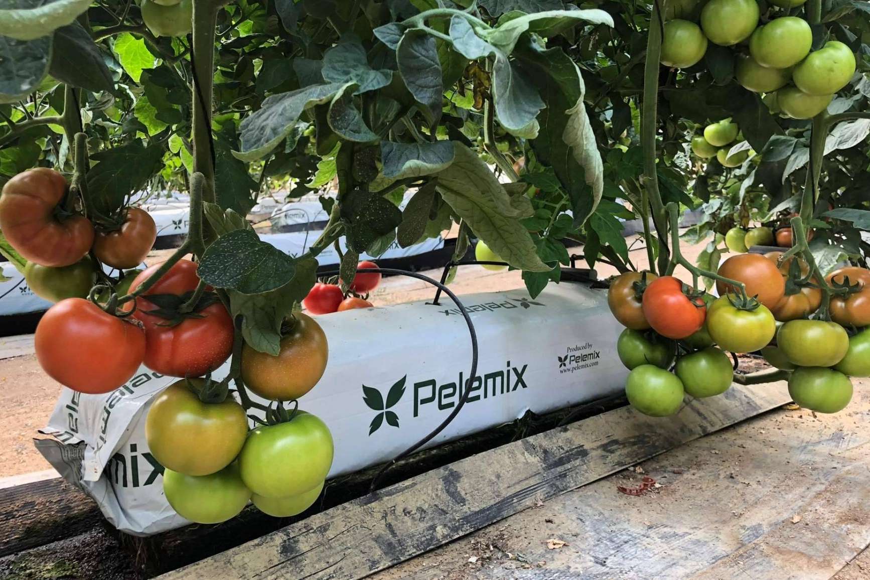 Agricultura sostenible con la empresa Pelemix. Los cultivos hidropónicos para luchar contra la sequía y el medioambiente