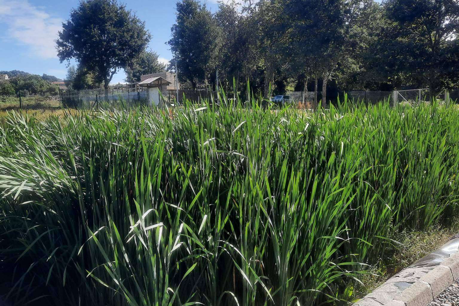 GoldProjects; los humedales como técnica medioambiental de reciclaje de aguas residuales
