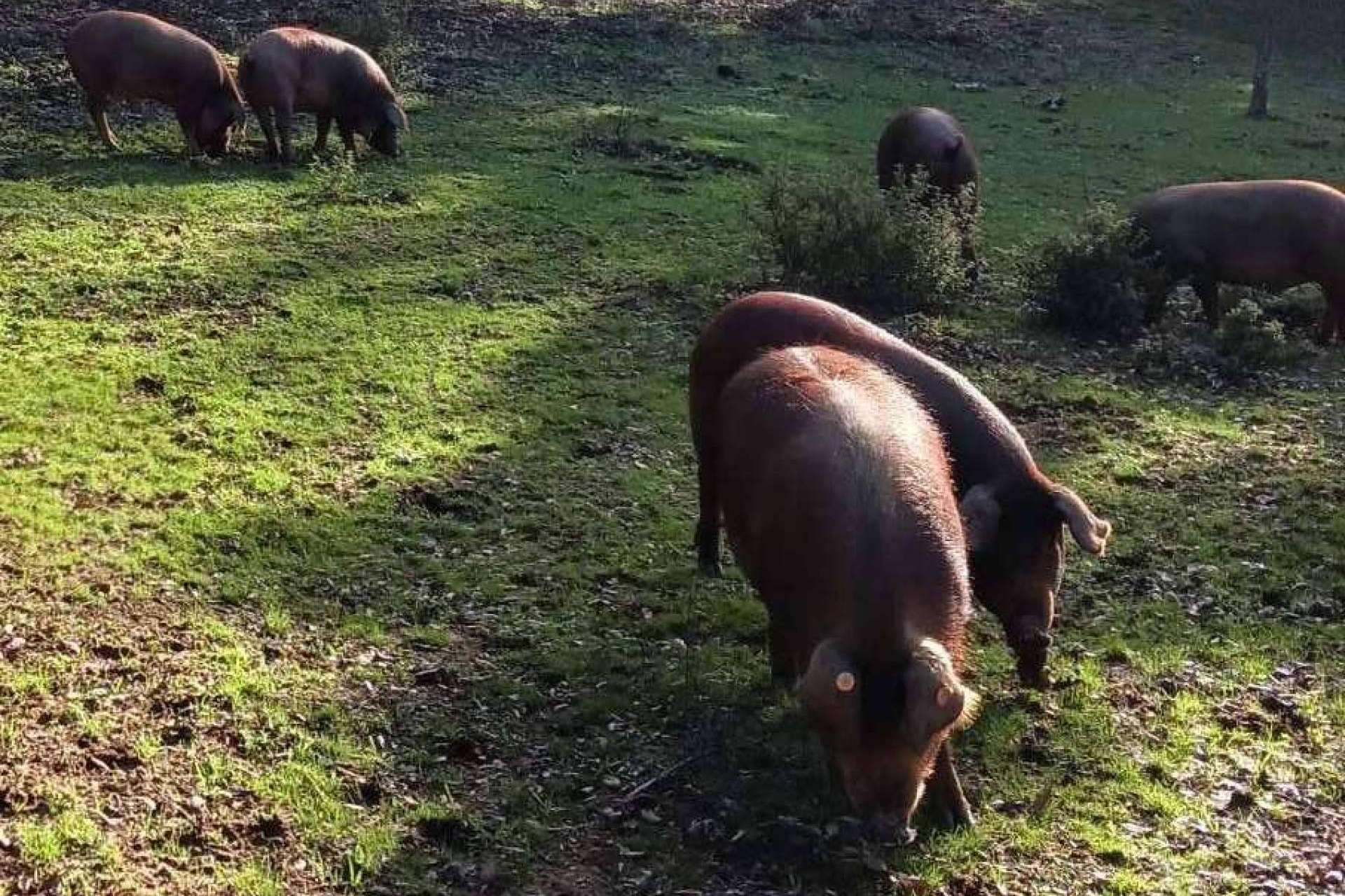 Finca Roncales, una labor basada en su pasión por el cerdo ibérico y el jamón ibérico