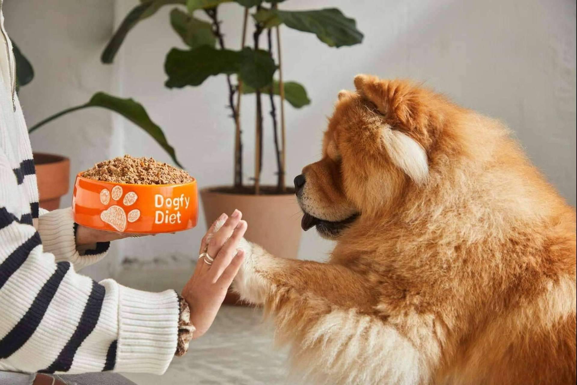 Prevenir la obesidad en perros con una dieta natural