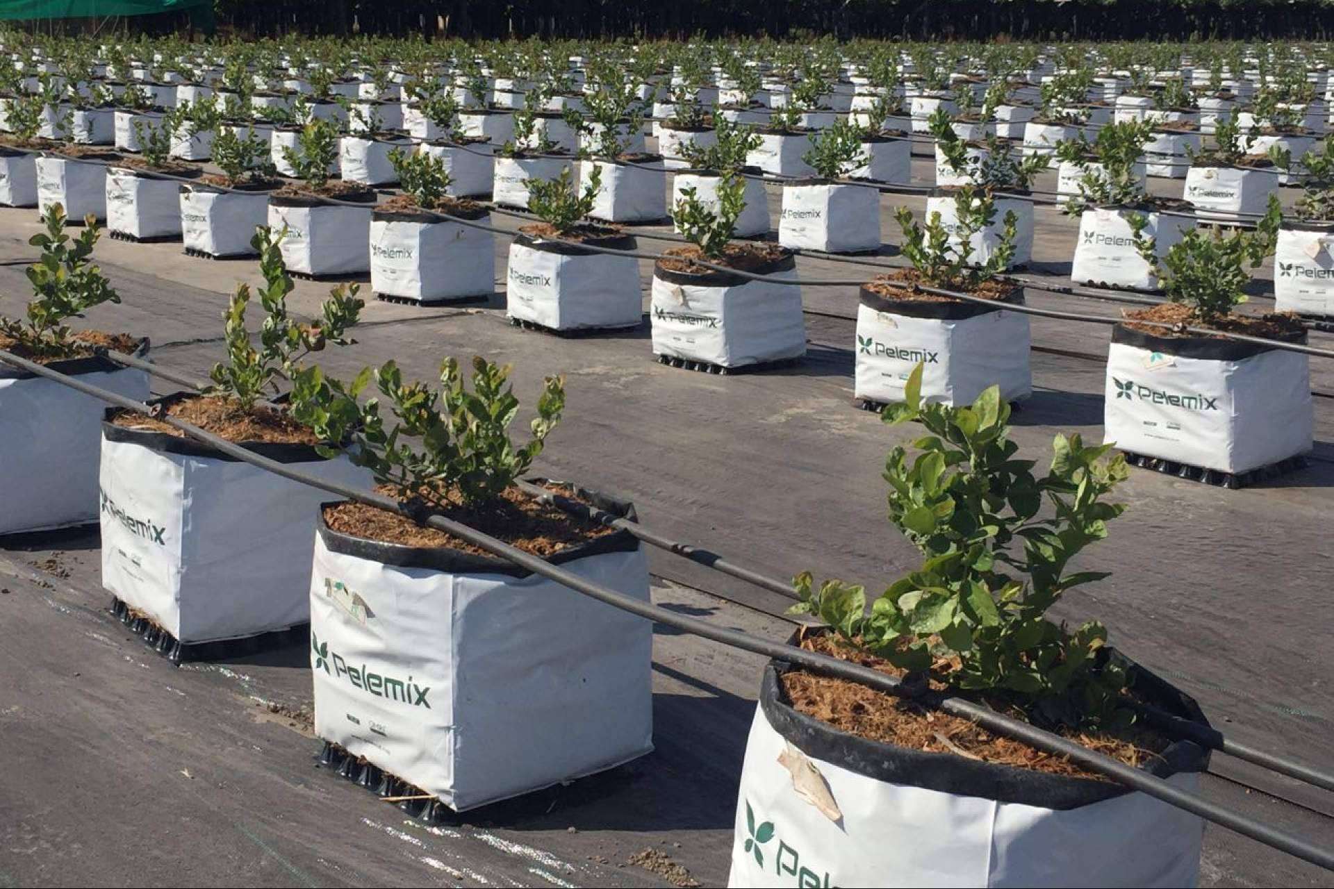 Pelemix; la agricultura del futuro está más cerca