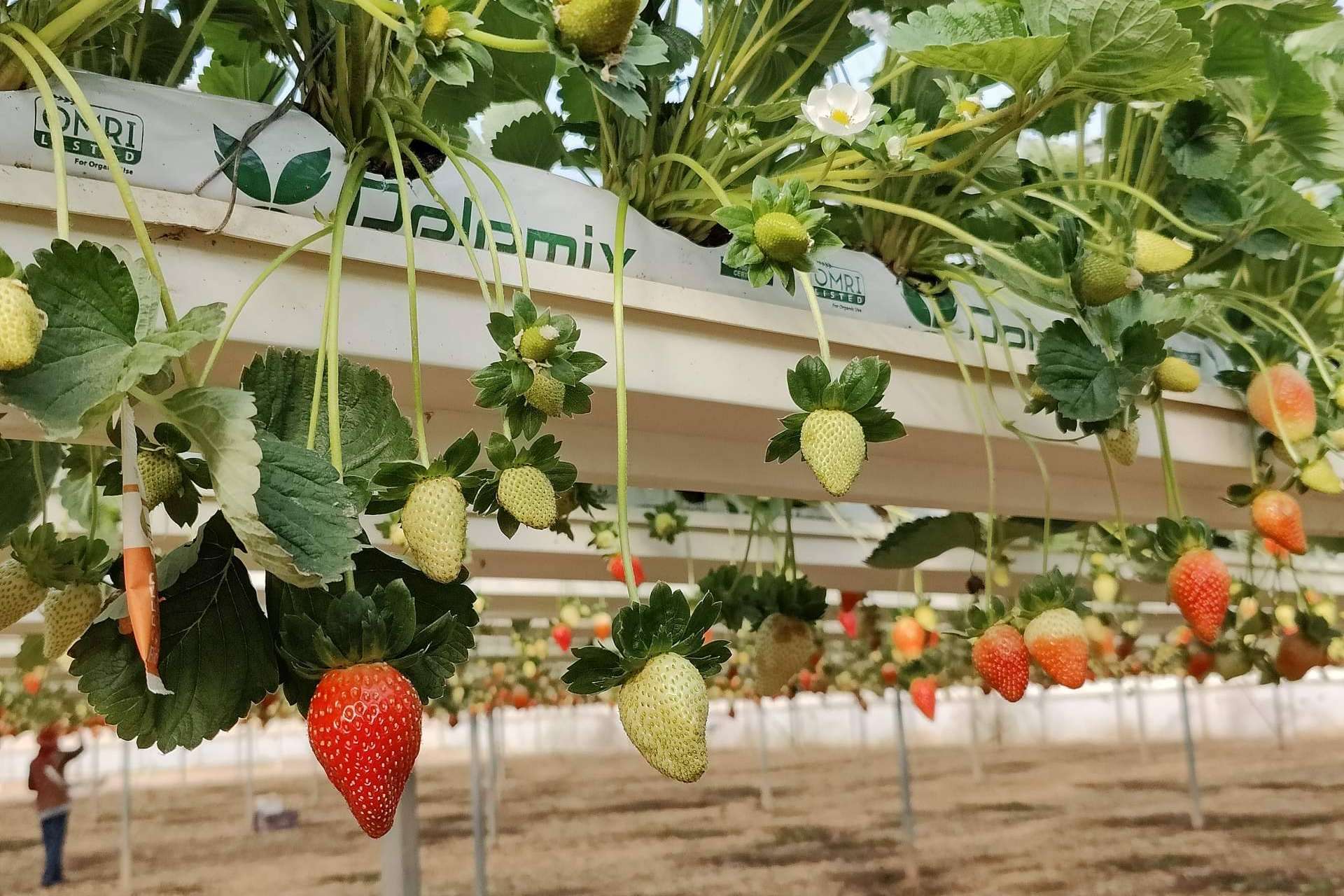 Los sustratos de Pelemix para el cultivo de la fresa y sus principales beneficios