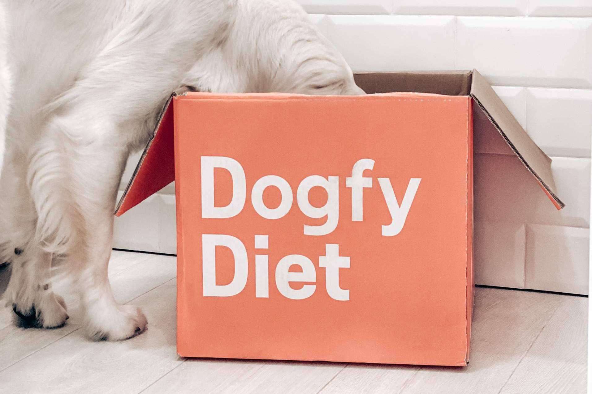 Consejos para alimentar mejor a un perro