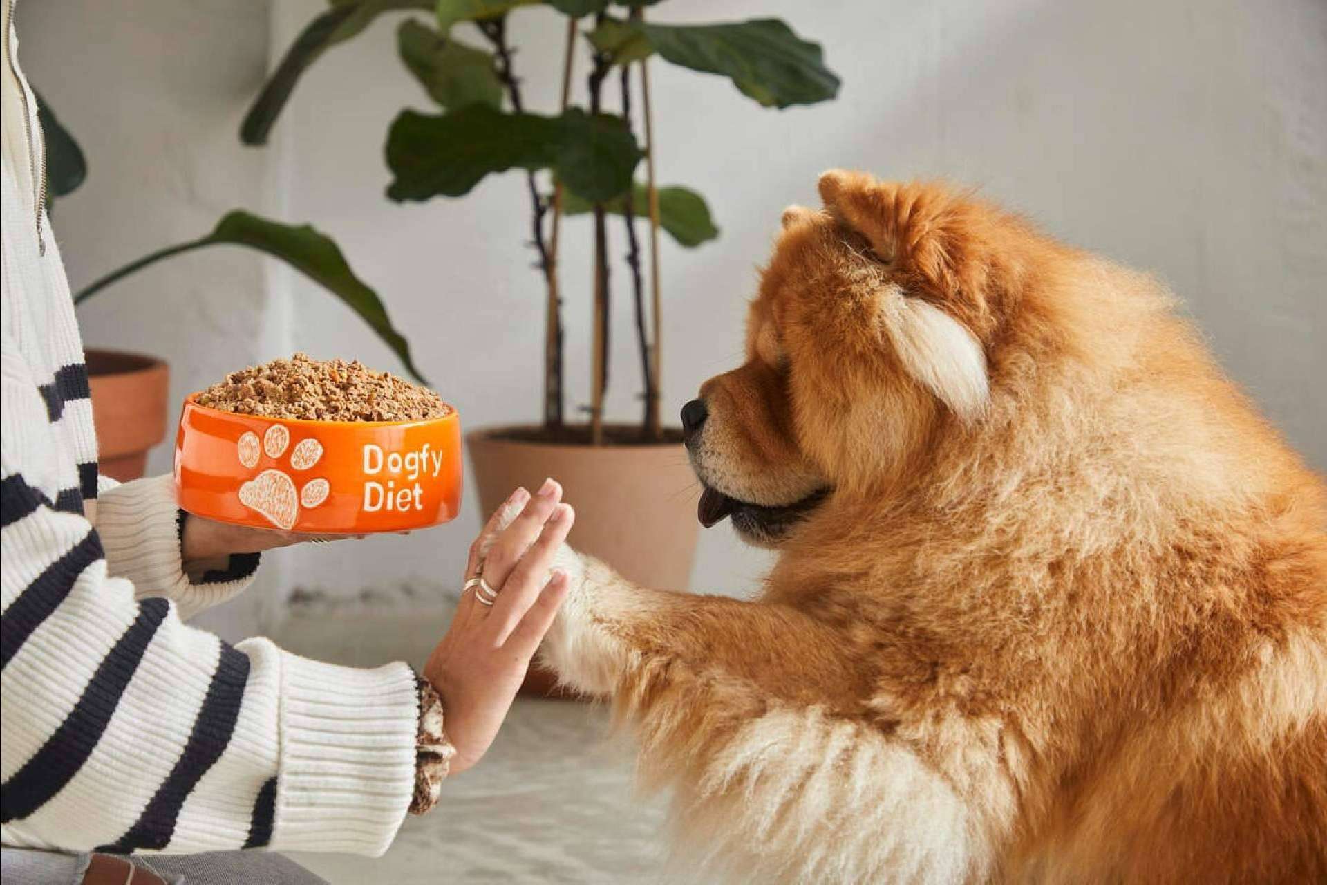Dogfy Diet y sus soluciones naturales para la alimentación de perros; Revolucionando la nutrición canina