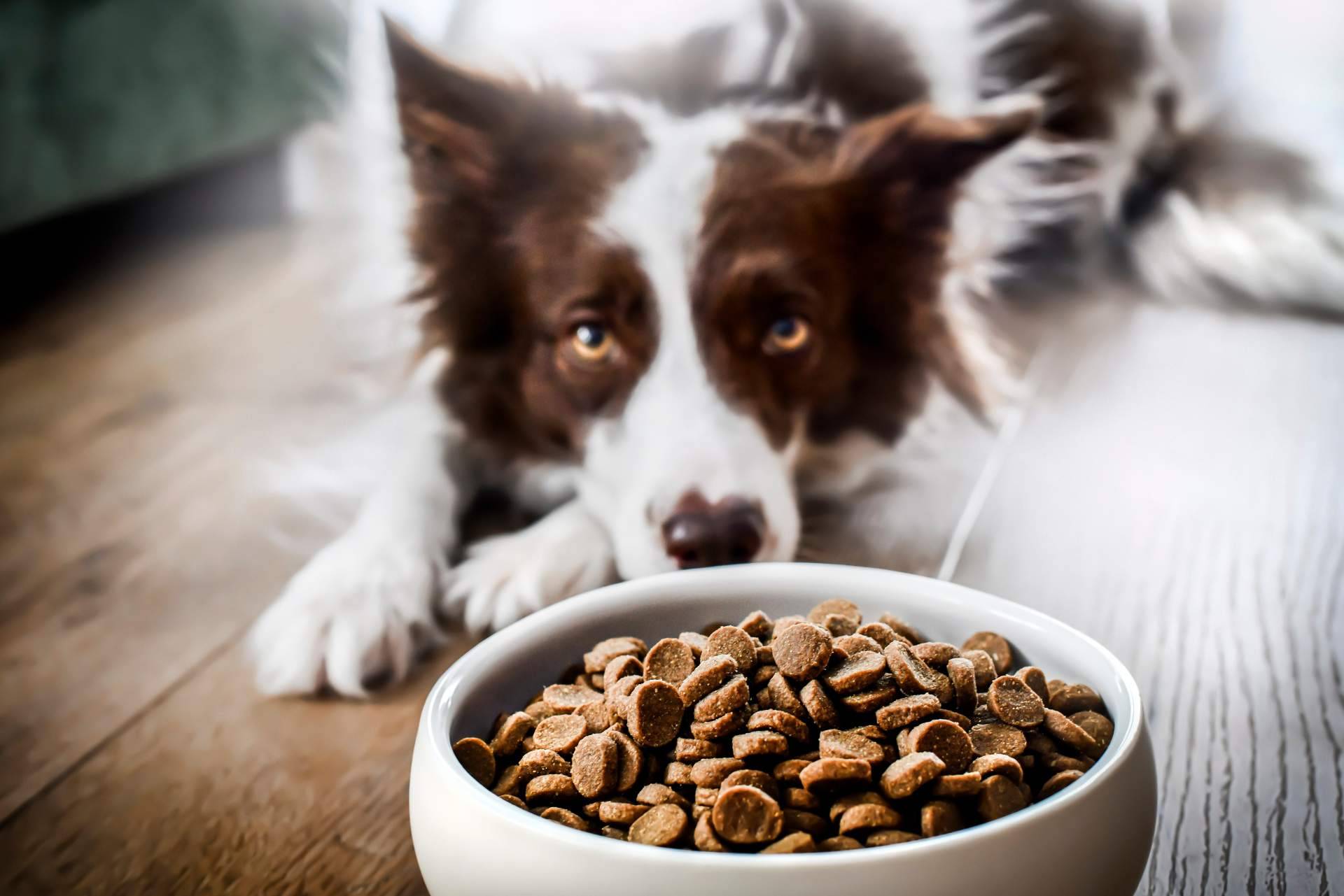 Can Xana, especialistas en comida para perros saludable