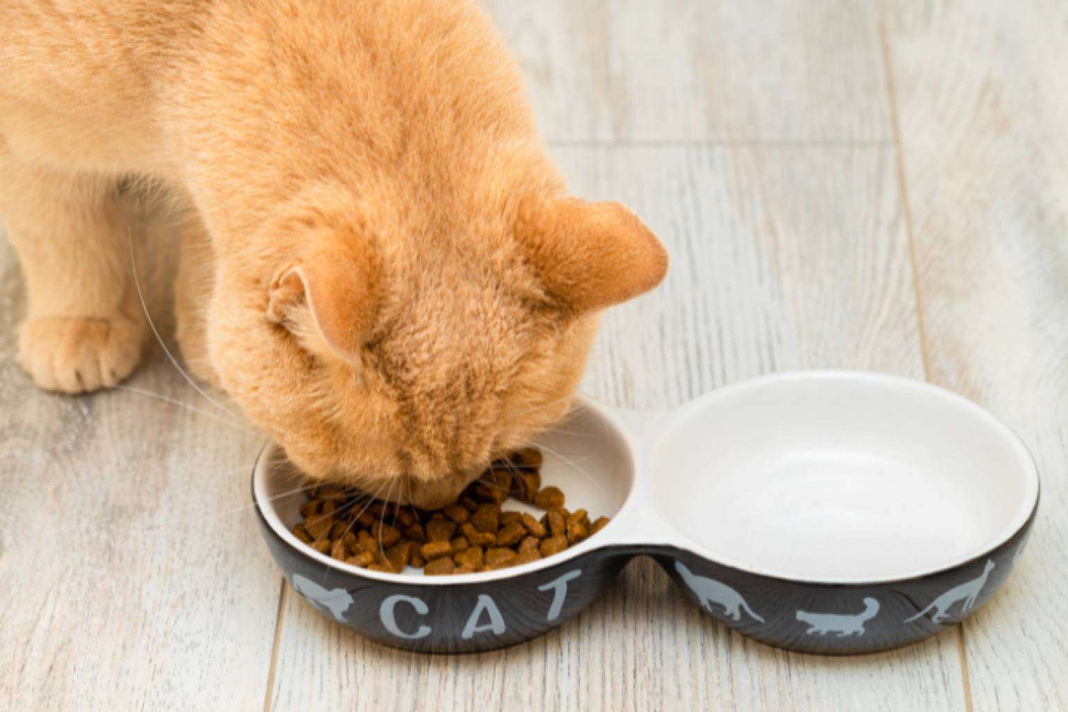 Proteínas hidrolizadas; cómo mejorar la nutrición diaria de perros y gatos