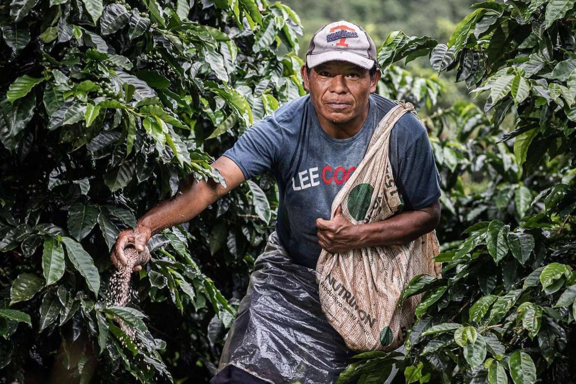 El Café Catuai, un tesoro que revoluciona la industria del café de lujo